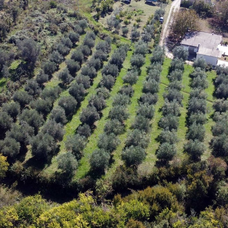 Prime Ulcinj, Montenegro olive grove for sale&mdash;lush land, neat rows, road access & building. Exclusive on immorenta.me by ekosphere doo.