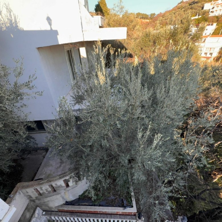 Exclusive Ulcinj property: white building amid lush olive trees, concrete steps, curved railing. Invest in Montenegro with ekosphere doo.