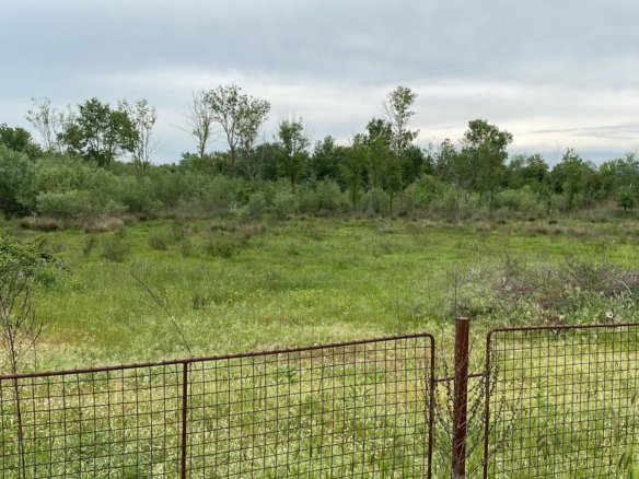 Prime Ulcinj land: spacious grassy field, mature trees, investment-ready. Exclusive on immorenta.me by Ekosphere Doo.