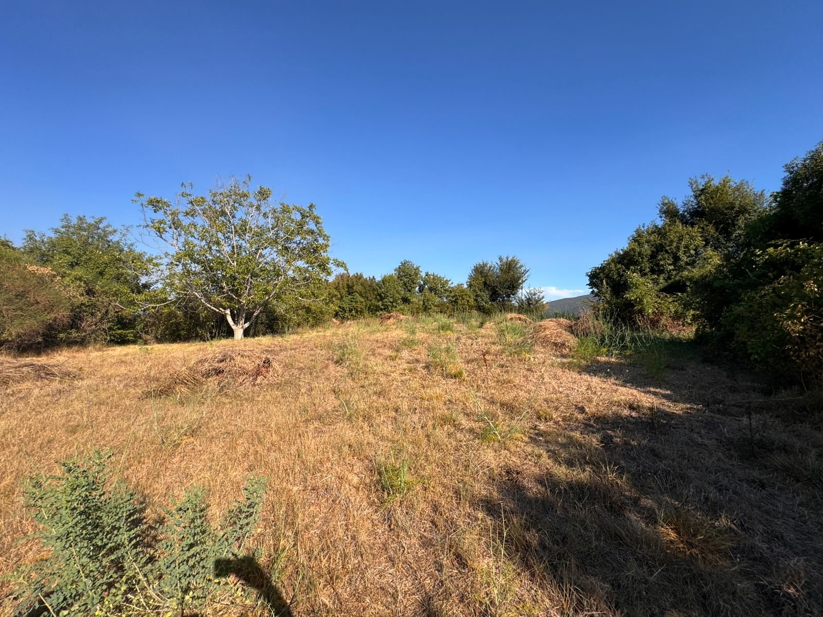Prime Ulcinj, Montenegro land for sale: sunlit field, shrubs, trees&mdash;ideal property investment by ekosphere doo; immorenta.me.