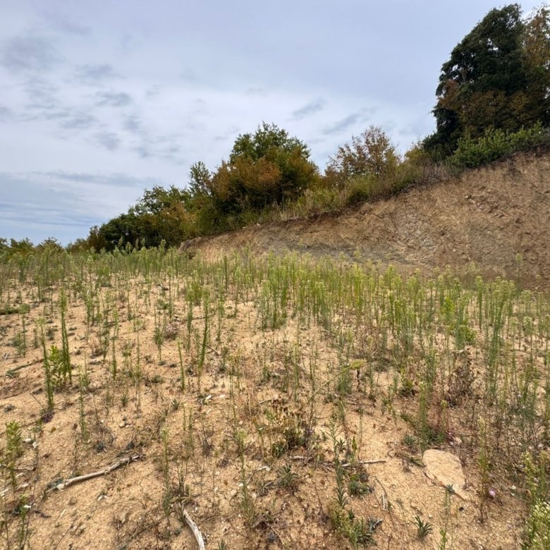 Prime Ulcinj land for investment: sloped sandy terrain, mature trees, and stunning views&mdash;exclusive on immorenta.me by ekosphere doo.