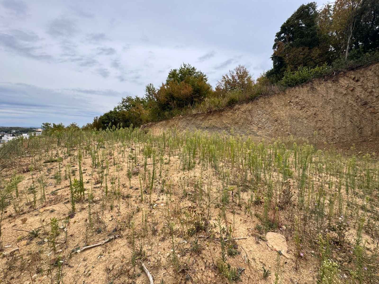 Prime Ulcinj land for investment: sloped sandy terrain, mature trees, and stunning views&mdash;exclusive on immorenta.me by ekosphere doo.