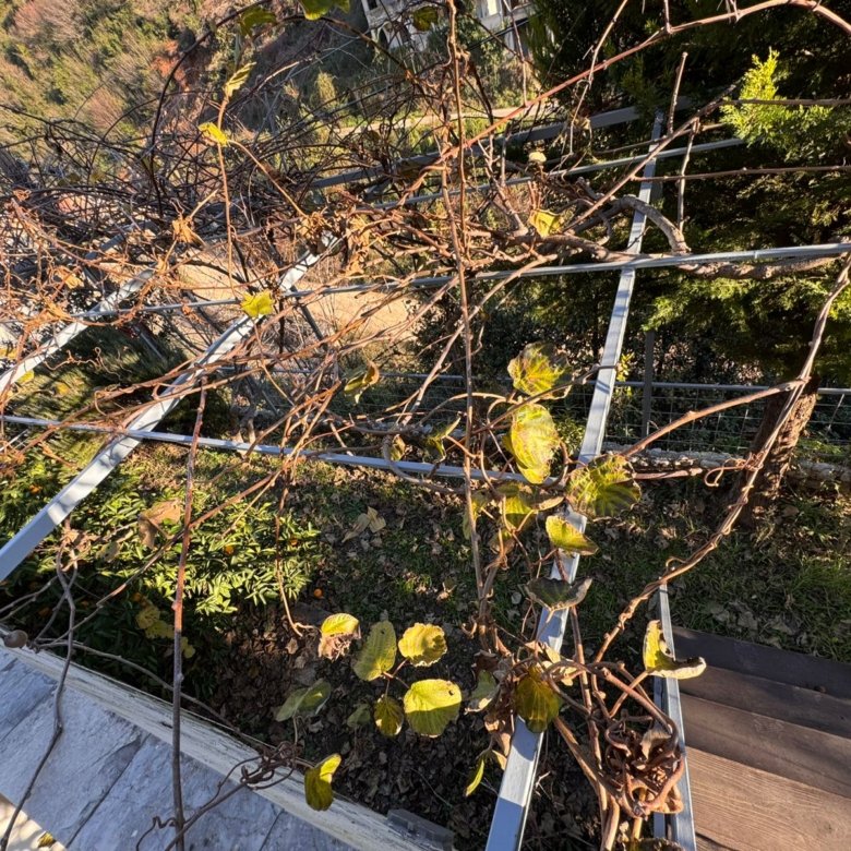 Stunning Ulcinj property: Pergola with grapevines, stone path, and lush garden. Invest in Montenegro real estate with immorenta.me by ekosphere doo.