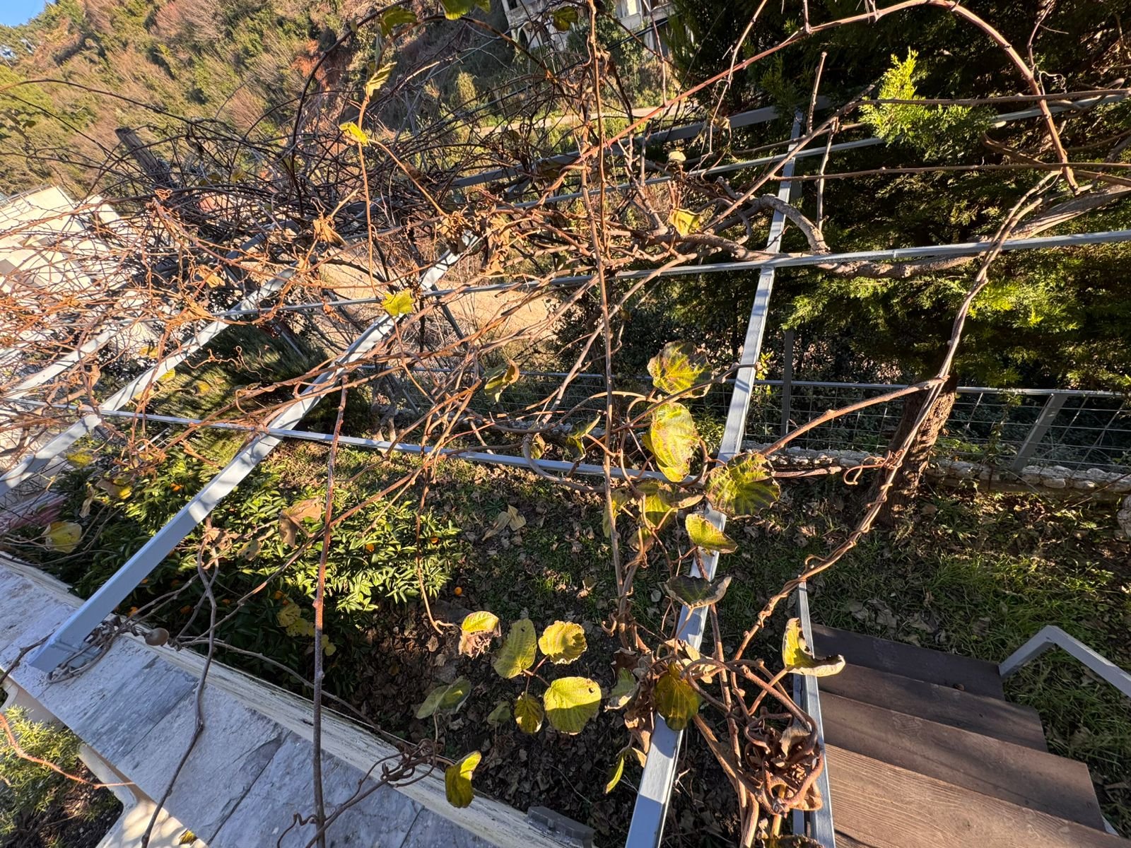 Stunning Ulcinj property: Pergola with grapevines, stone path, and lush garden. Invest in Montenegro real estate with immorenta.me by ekosphere doo.