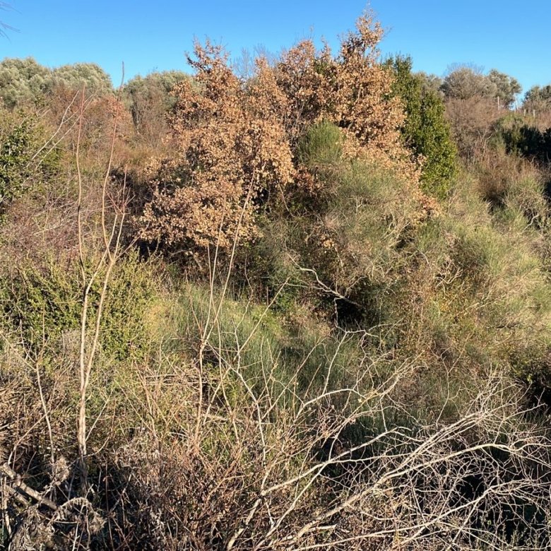 Prime Ulcinj land with lush greenery, mature trees, and open blue skies&mdash;ideal for investment via immorenta.me by ekosphere doo.