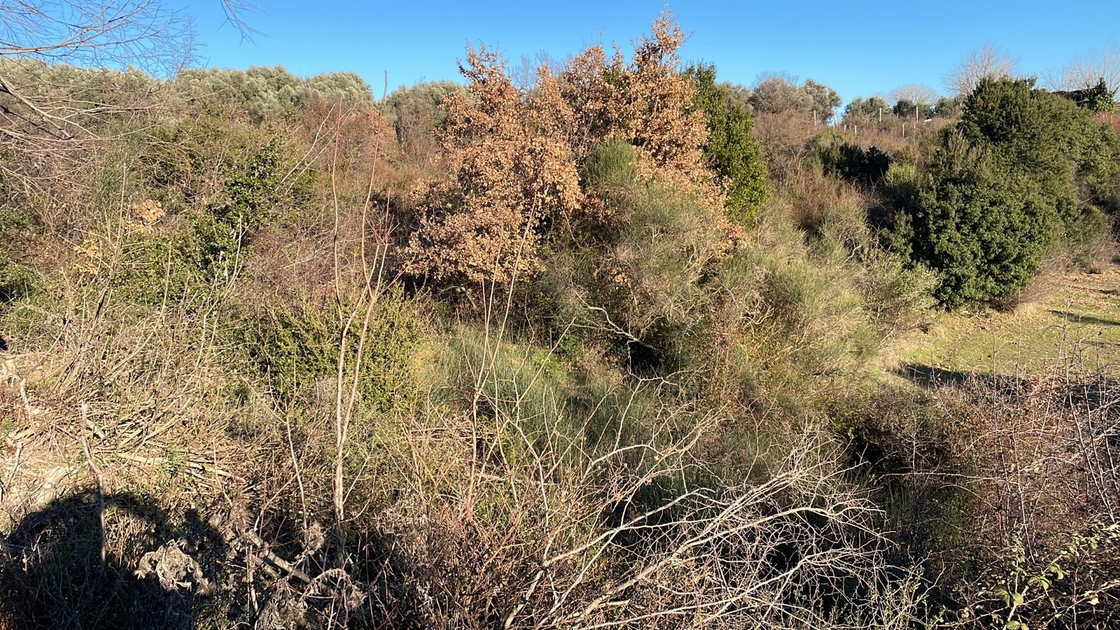 Prime Ulcinj land with lush greenery, mature trees, and open blue skies&mdash;ideal for investment via immorenta.me by ekosphere doo.