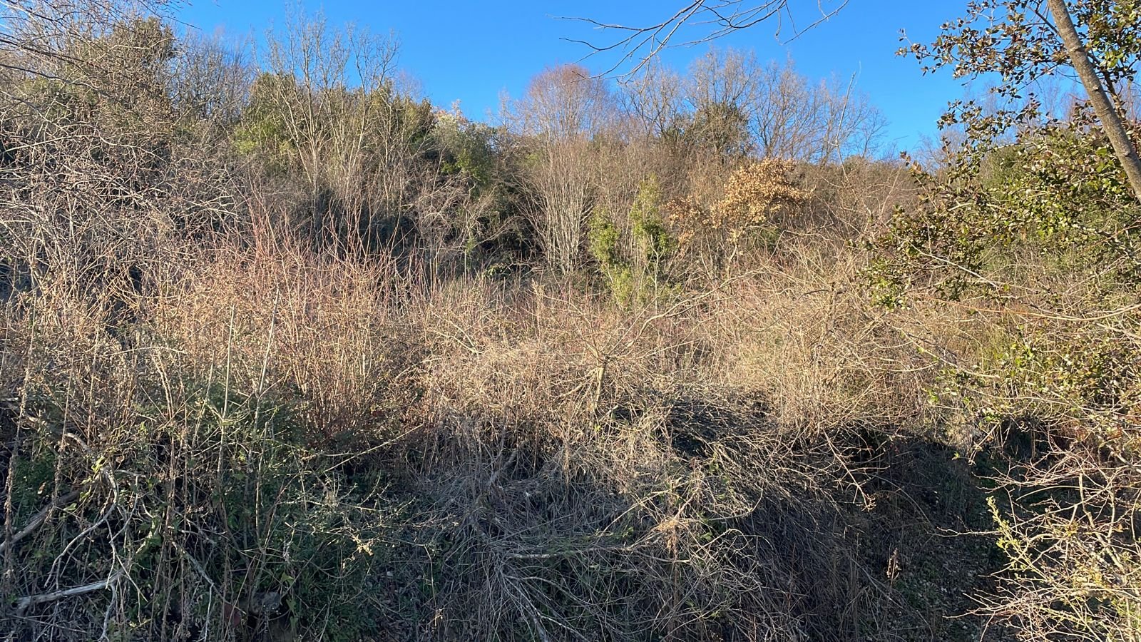 Investment opportunity in Ulcinj: hillside land with natural foliage, clear blue skies&mdash;exclusive on immorenta.me by ekosphere doo.