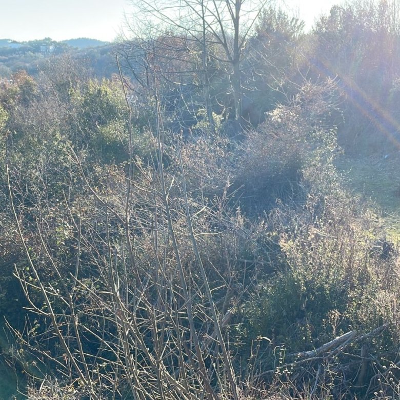 Prime Ulcinj property: natural terrain, mature trees, scenic hills, sunlight; ideal investment listed by immorenta.me/Ekosphere DOO.