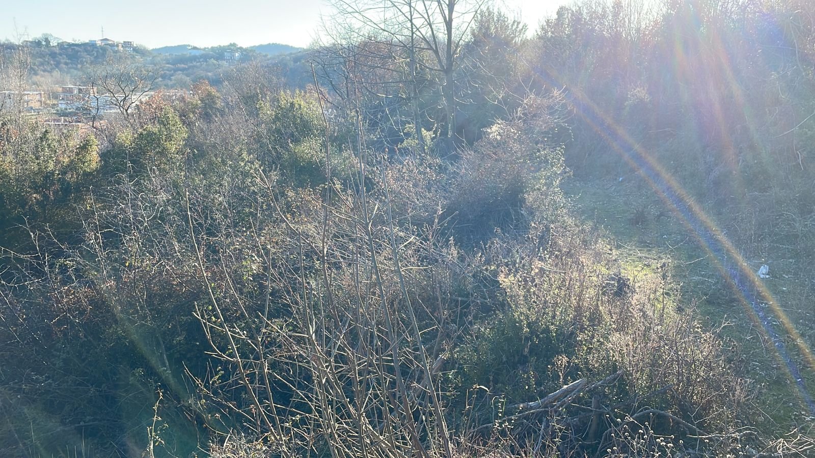 Prime Ulcinj property: natural terrain, mature trees, scenic hills, sunlight; ideal investment listed by immorenta.me/Ekosphere DOO.