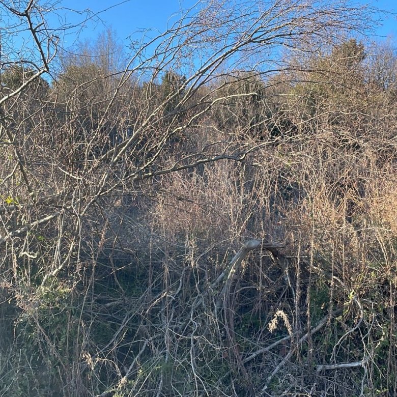 Prime Ulcinj land investment: untapped plot with mature trees, blue sky views&mdash;exclusive on immorenta.me by ekosphere doo.